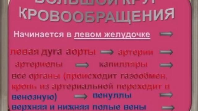 Кровеносная система человека смотреть онлайн