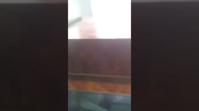 Как правильно пересаживать улиток в аквариум??? смотреть онлайн