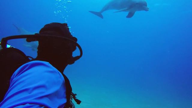 ScubaDocs: Scuba diving Roatan Honduras Anthony's Key Resort смотреть онлайн