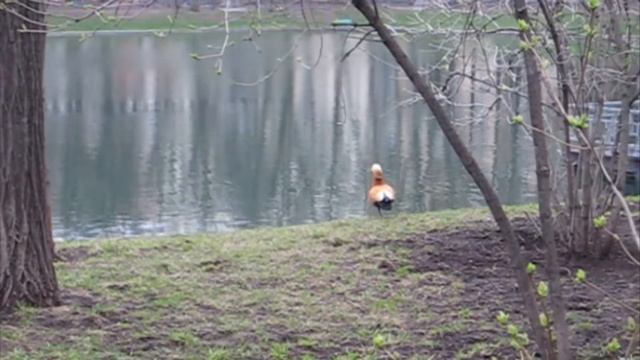 Почки @ Москва, Апрель 2022 смотреть онлайн