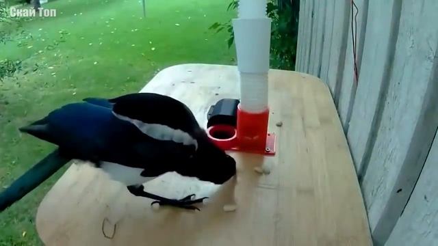 Птицы, говорящие на человеческом языке... Говоруны в Деле!.mp4 смотреть онлайн