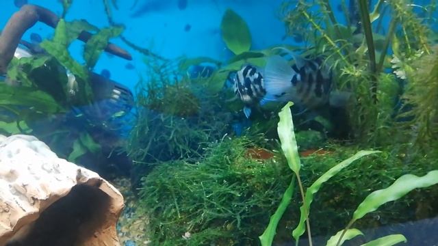 Свершилось! Долгожданное потомство сапфировых попугаев))Little fish - parrot смотреть онлайн