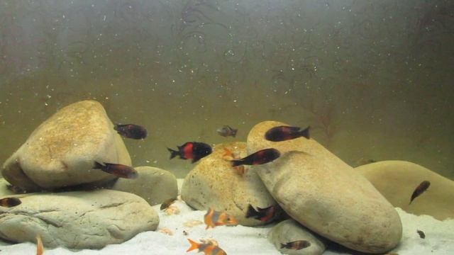 Кормление фаршем ... Трофеусов смотреть онлайн