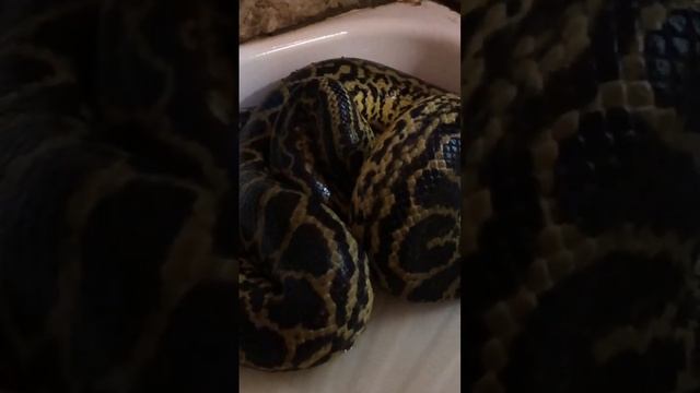 Отвлекаем анаконду от еды #животные #змеи #рептилии #юмор смотреть онлайн