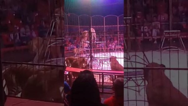 Цирк Корона звери.