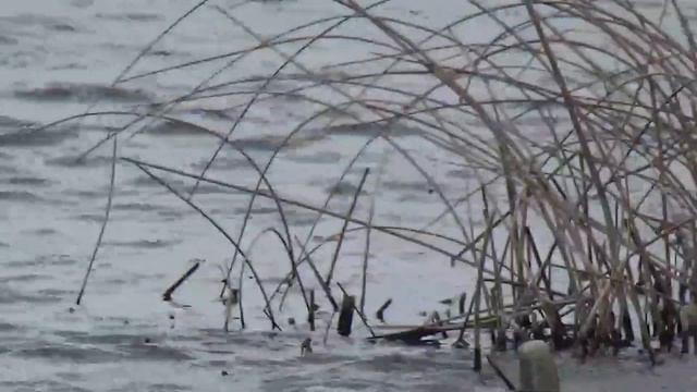 Весенняя охота на селезня, с подсадной уткой смотреть онлайн