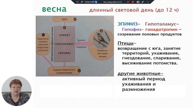 9й класс; Биология; Биоритмы у животных смотреть онлайн