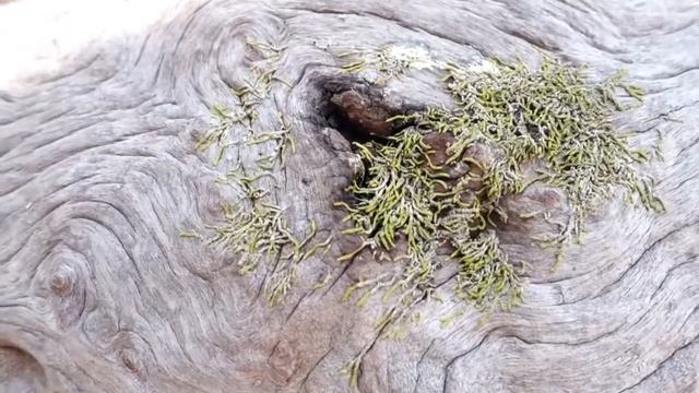 Between the time - Malees tree смотреть онлайн