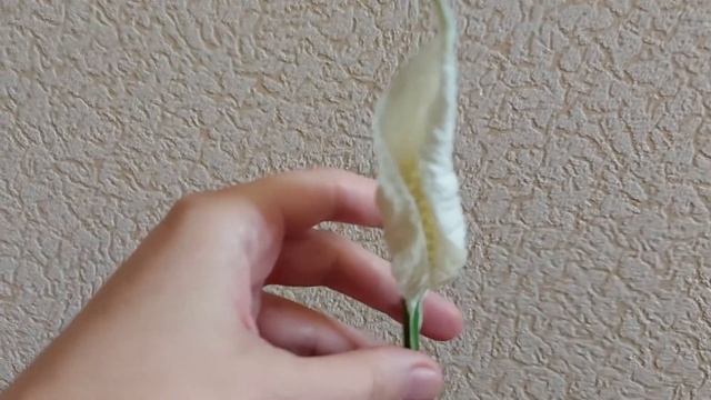 Цветение спатифиллума Gemini: цветем, но ещё не пахнем