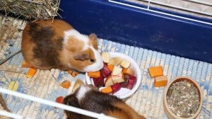 Обустройство клетки для морских свинок. Сенница, тоннель, домик и угловой туалет для морской свинки