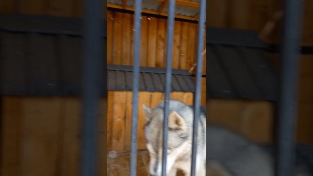 Хасочки #Хаски #shots #dog #собака смотреть онлайн