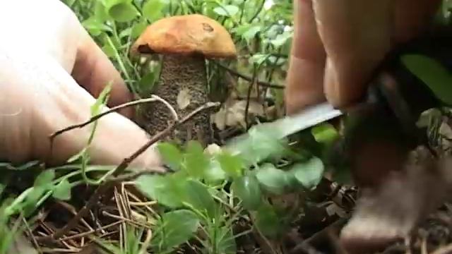 Грибные страсти смотреть онлайн