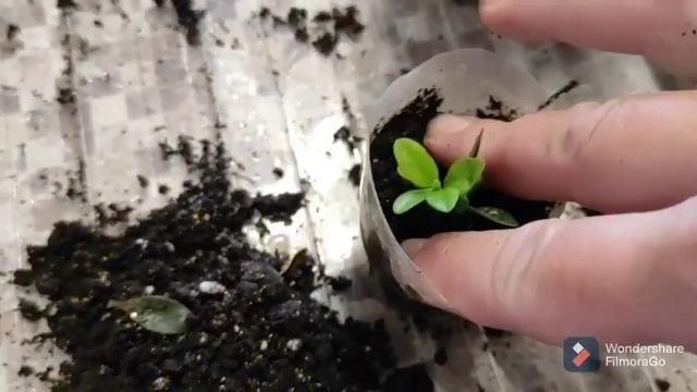 Результат черенкования. Отличные корешки!!! смотреть онлайн