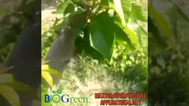 Бактериальный ожог плодовых деревьев.Черешня. Испытания комплекса Maxtor-Fitor-Phosful. День 4-й смотреть онлайн