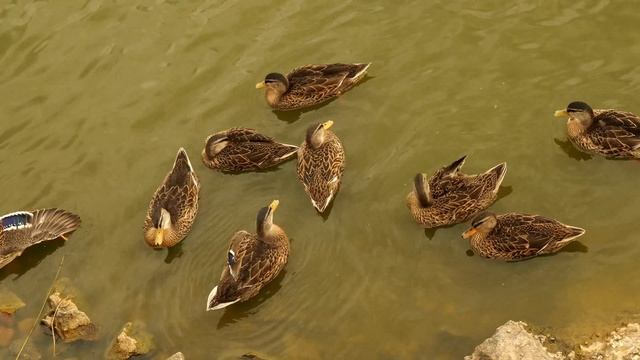 Частоозерье – самое удивительное село Зауралья | Ураловед смотреть онлайн