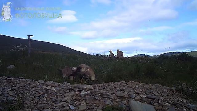 ID2829/Сохондинский заповедник/Игры тарбаган смотреть онлайн