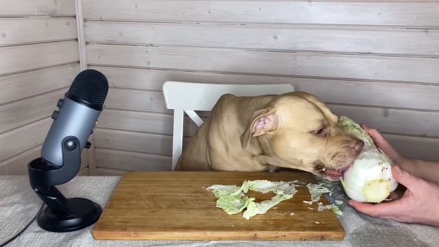 Питбуль Дуся пробует Китайскую капусту ASMR pit bull eating Chinese cabbage смотреть онлайн