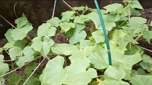 Пустоцвет на огурцах/Что делать/Как увеличить урожайность огурцов смотреть онлайн