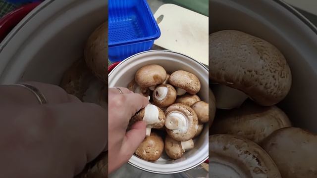 Лесные места силы