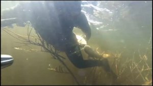 Программа Как не погибнуть на подводной охоте, 3 серия. Кукан