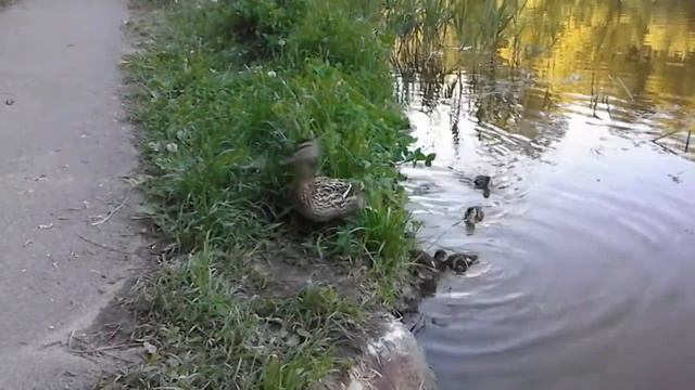 Ducklings cross the road. Podvirky, Ukraine (Каченята переходять дорогу, селище Подвірки). смотреть онлайн