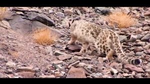 СНЕЖНЫЙ БАРС против ПАНТЕРЫ | КТО СИЛЬНЕЕ ?!