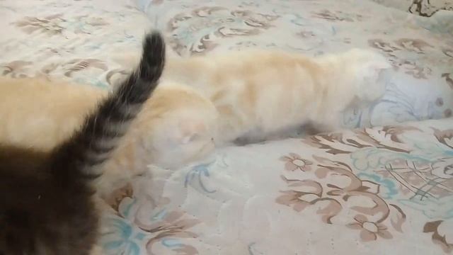 Самые редкие окрасы шотландских котят.НАШИ МИЛЫЕ КОТЯТА ПОРОДЫ ШОТЛАНДСКОЙ ВИСЛОУХОЙ И ПРЯМОУХОЙ. смотреть онлайн