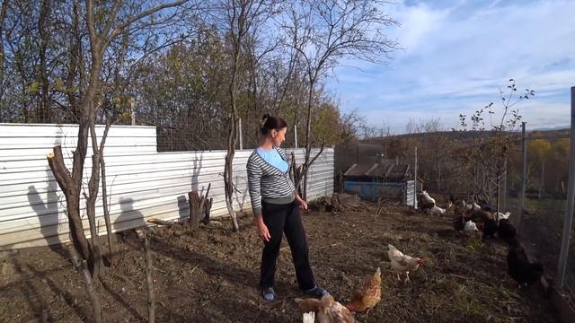 О курах-несушках, корм,содержание. Домашние или породистые, мои наблюдения. смотреть онлайн