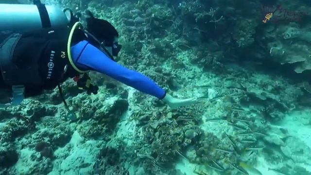 Diving Philippine Panglao Tropical Diviers. Дайвинг Филиппины Баликасаг Тропикал Дайверс смотреть онлайн