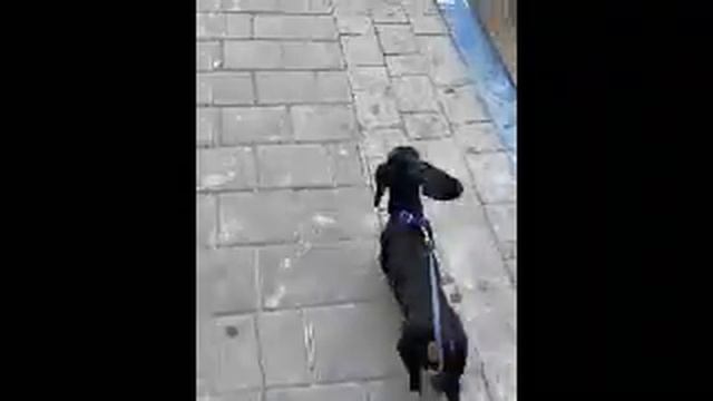 Болезнь питомца испугала хозяина настолько, что он просто оставил беззащитное существо на улице. смотреть онлайн