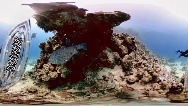 Egypt - Red Sea - Safaga - Diving at Abu Soma 3 - 360°, VR, 2023 - What fish is it? смотреть онлайн