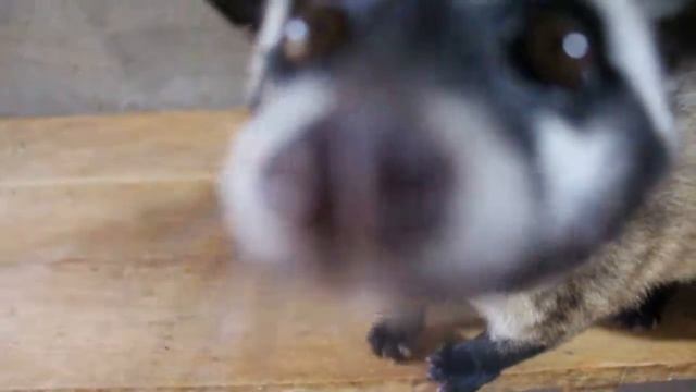 Куница, которая ест кофе и камеры смотреть онлайн