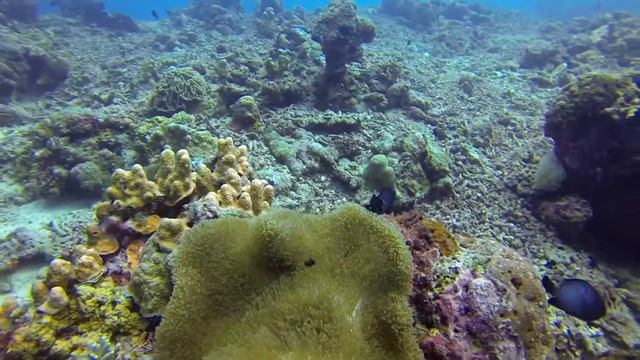 Anemone fisk.mp4 смотреть онлайн