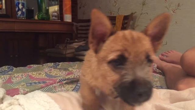 Норвич терьеры щенки смотреть онлайн