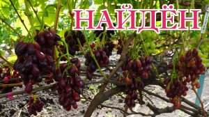 Виноград НАЙДЁН.