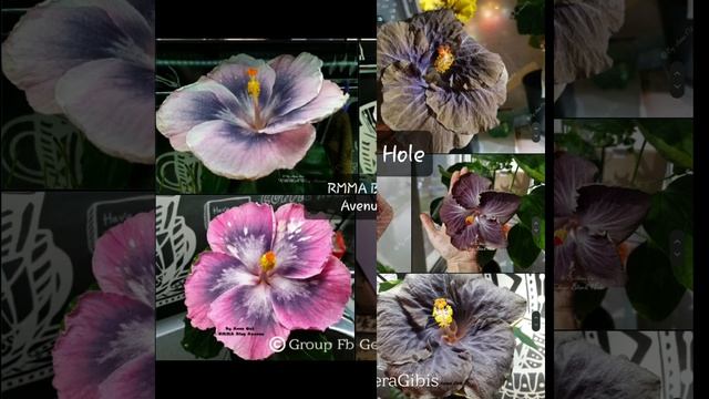 ?Почему цветы гибискуса меняют цвет?? смотреть онлайн