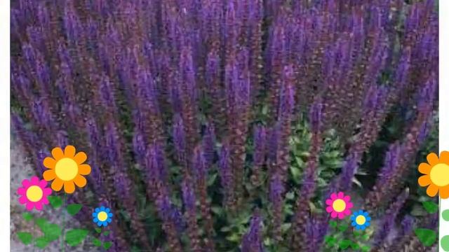 Шалфей пышный Мерло Блю (Merleau Blue). Краткий обзор, описание характеристик, где купить саженцы смотреть онлайн