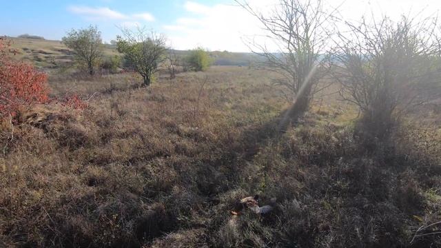 МОЯ ЛУЧШАЯ ОХОТА НА ФАЗАНА. УСПЕВАЙ ТОЛЬКО ЦЕЛИТЬСЯ И СТРЕЛЯТЬ. ЯГДТЕРЬЕР РАЗОГНАЛ ВСЕХ ФАЗАНОВ. 4K смотреть онлайн