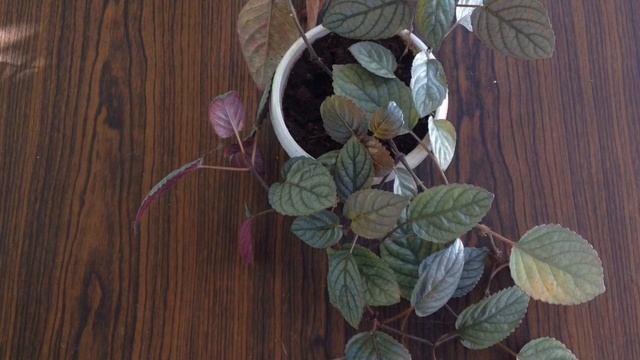 Cissus Discolor "Grape Ivy" (Veld grape) #PlantoftheWeek #CissusDiscolor Mark of the Jungle Plants смотреть онлайн