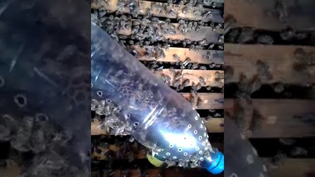 Пчёлы заходят к матке в изолятор Джинн. смотреть онлайн