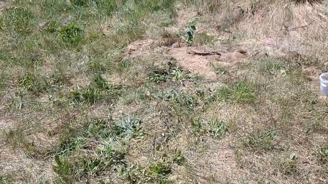 Коростели. Посадил абрикосы (15 мая 2023 года)