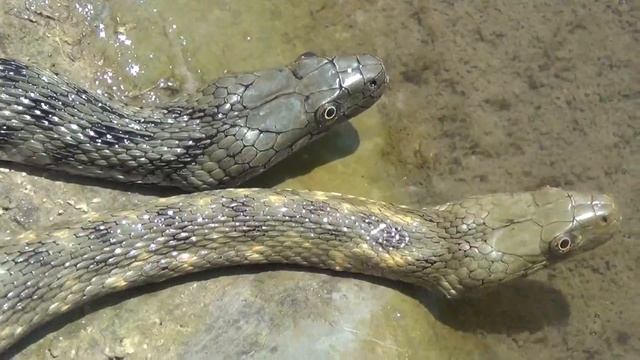 Natrix Tessellata Laurenti 1768