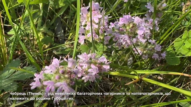 Чебрець (Thymus). Багаторічна трава. смотреть онлайн