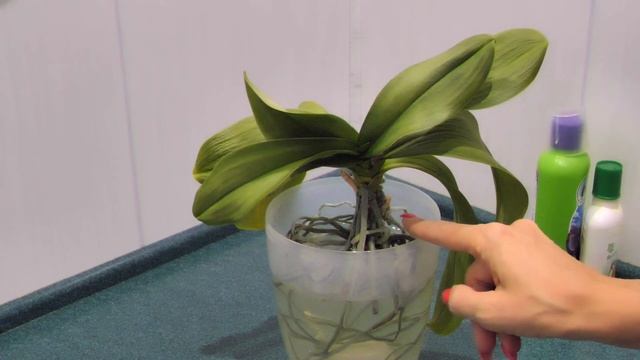 Притащила ПОГИБАЮЩУЮ орхидею. Корни СГНИЛИ, листья СИЛЬНО ВЯЛЫЕ. Работаем. смотреть онлайн