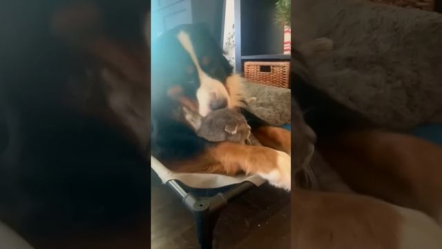 Собака спрятала кошку от хозяина #shorts смотреть онлайн