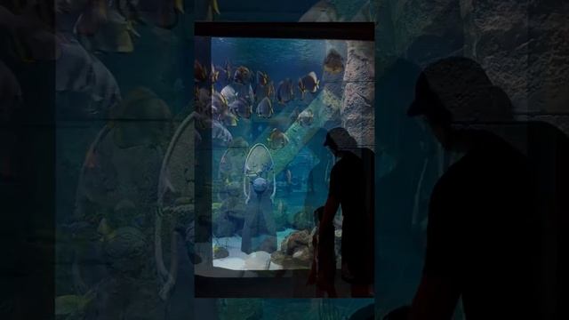 The Lost Chambers Aquarium - Atlantis the Palm 2021 смотреть онлайн