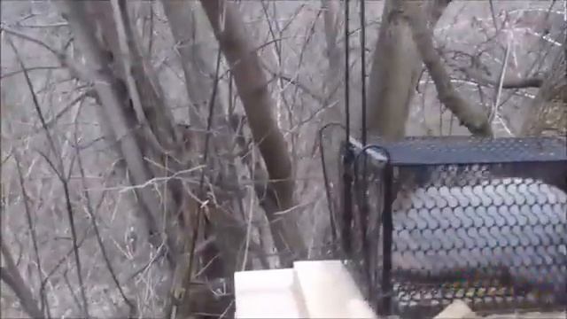 как поймать белку - самый простой способ ! смотреть онлайн