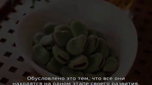 Надо ли замачивать бобы перед посадкой