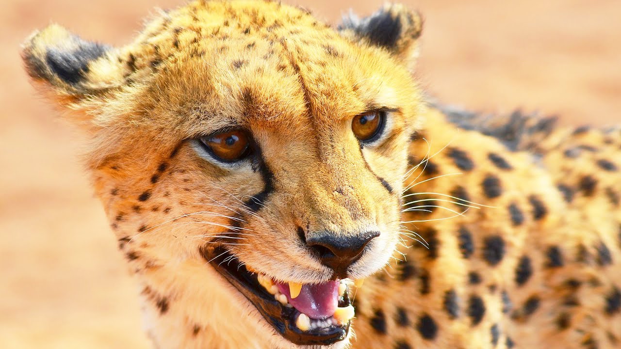 Самый быстрый наземный хищник. Интересные факты про гепарда смотреть онлайн