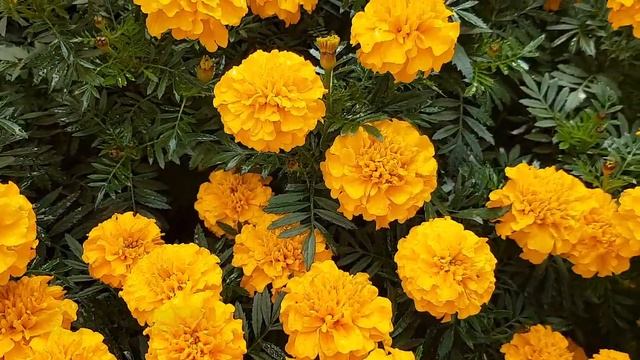 French Marigold (Tagetes patula 'Bonanza Gold') Flowers, Leaves and Plant Identification & Detail смотреть онлайн